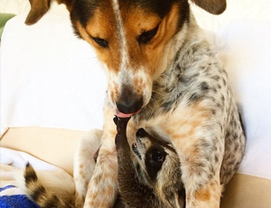 全方位服务的电话轰在线轰炸免费